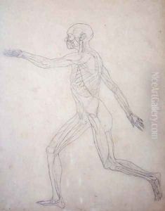 Study of the Human Figure, Lateral View, from A Comparative Anatomical Exposition of the Structure of the Human Body with that of a Tiger and a Common Fowl, c.1795-1806 3 by George Stubbs