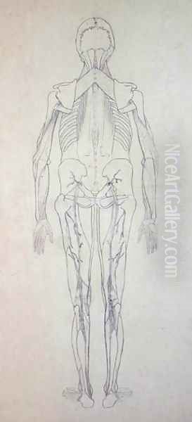 Study of the Human Figure, Posterior View, from A Comparative Anatomical Exposition of the Structure of the Human Body with that of a Tiger and a Common Fowl, c.1795-1806 5 - view 1