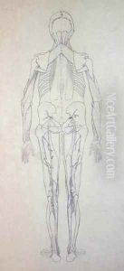 Study of the Human Figure, Posterior View, from A Comparative Anatomical Exposition of the Structure of the Human Body with that of a Tiger and a Common Fowl, c.1795-1806 5 by George Stubbs