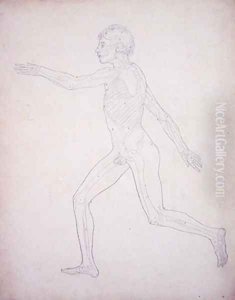 Study of the Human Figure, Lateral View, from A Comparative Anatomical Exposition of the Structure of the Human Body with that of a Tiger and a Common Fowl, 1795-1806 3 - view 1