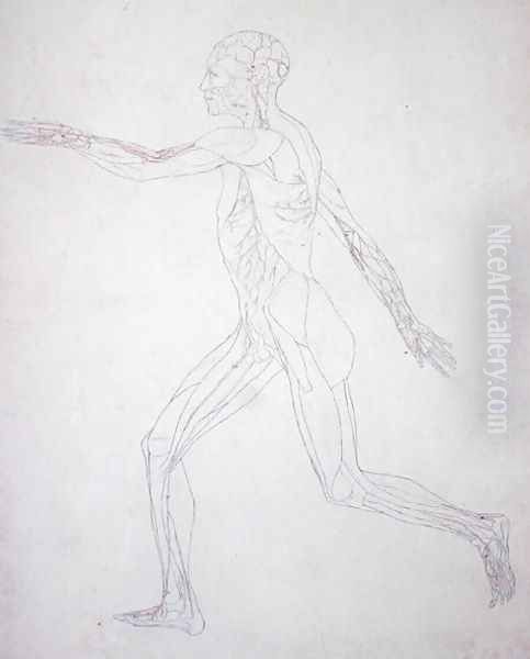 Study of the Human Figure, Lateral View, from A Comparative Anatomical Exposition of the Structure of the Human Body with that of a Tiger and a Common Fowl, c.1795-1806 2 - view 1