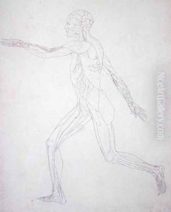 Study of the Human Figure, Lateral View, from A Comparative Anatomical Exposition of the Structure of the Human Body with that of a Tiger and a Common Fowl, c.1795-1806 2 by George Stubbs