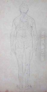 Study of the Human Figure, Posterior View, from A Comparative Anatomical Exposition of the Structure of the Human Body with that of a Tiger and a Common Fowl, c.1795-1806 3 by George Stubbs