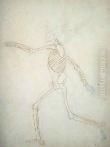 Study of the Human Figure, Lateral View, from A Comparative Anatomical Exposition of the Structure of the Human Body with that of a Tiger and a Common Fowl, 1795-1806 9 by George Stubbs