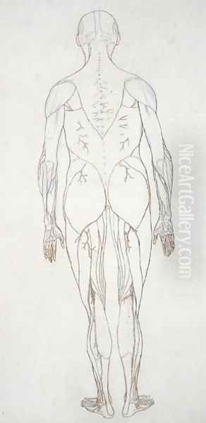 Study of the Human Figure, Posterior View, from A Comparative Anatomical Exposition of the Structure of the Human Body with that of a Tiger and a Common Fowl, c.1795-1806 8 - view 1