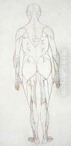 Study of the Human Figure, Posterior View, from A Comparative Anatomical Exposition of the Structure of the Human Body with that of a Tiger and a Common Fowl, c.1795-1806 8