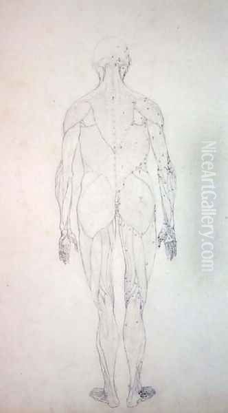 Study of the Human Figure, Posterior View, from A Comparative Anatomical Exposition of the Structure of the Human Body with that of a Tiger and a Common Fowl, c.1795-1806 7 - view 1