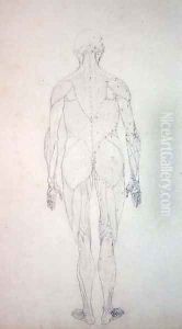 Study of the Human Figure, Posterior View, from A Comparative Anatomical Exposition of the Structure of the Human Body with that of a Tiger and a Common Fowl, c.1795-1806 7 by George Stubbs