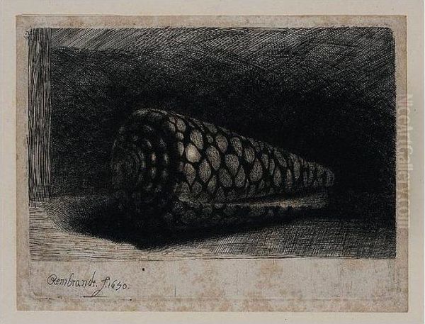 The Shell (conus Marmoreus) (b., Holl.159; H.248; Bb.50-e) - view 1