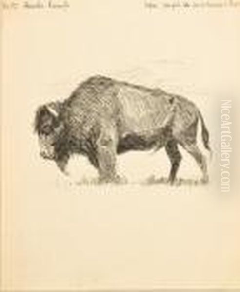A Monarch Of The Plains - view 1