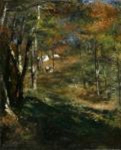Jeunes Arbres Dans La Foret