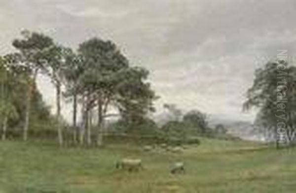 Sheep In Pasture - view 1