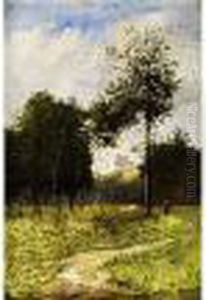 Park Mit Jungen Baumen