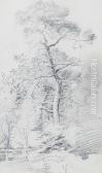 Studies Of Oaks - view 1