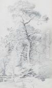 Studies Of Oaks