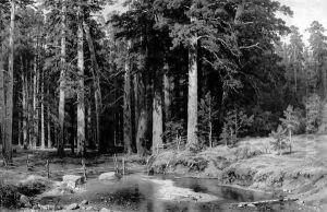 Mast Tree Grove