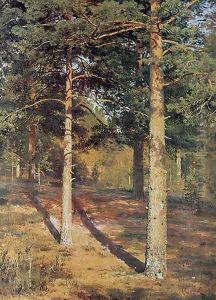 The Sun-lit Pines