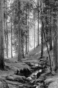 Stream by a Forest Slope