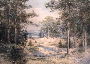 Forest Glade in Sunlight