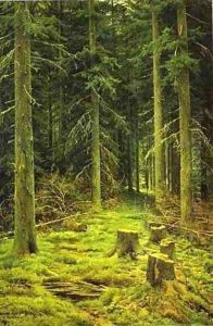 Coniferous Forest 1873