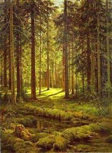 Coniferous Forest Sunny Day 1895