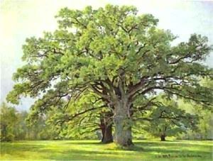 Oaks In Old Peterhof 1891