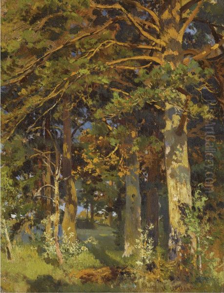Forest clearing - view 1