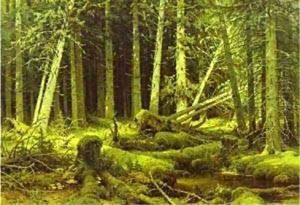 Wind Fallen Trees 1888