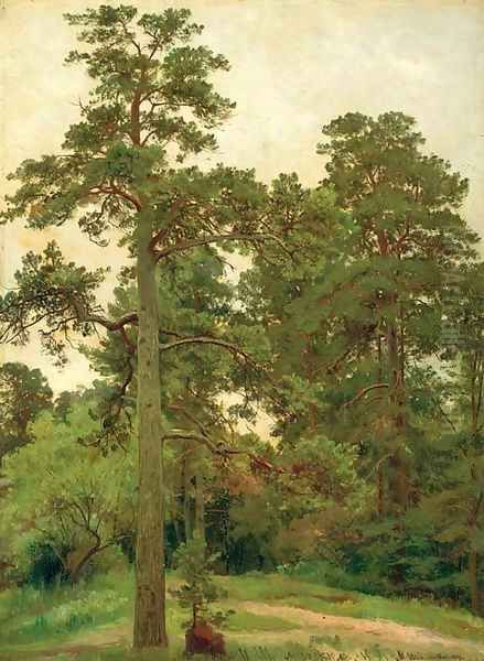 Pine trees, Merekiul' - view 1