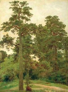 Pine trees, Merekiul'