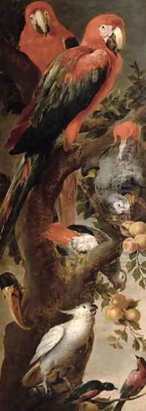 Macaws and Parrots - view 1