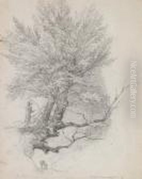 Baumstudie - view 1