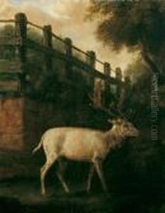Ein Weisser Damhirsch Im Gehege Ein Weisser Damhirsch Im Gehege