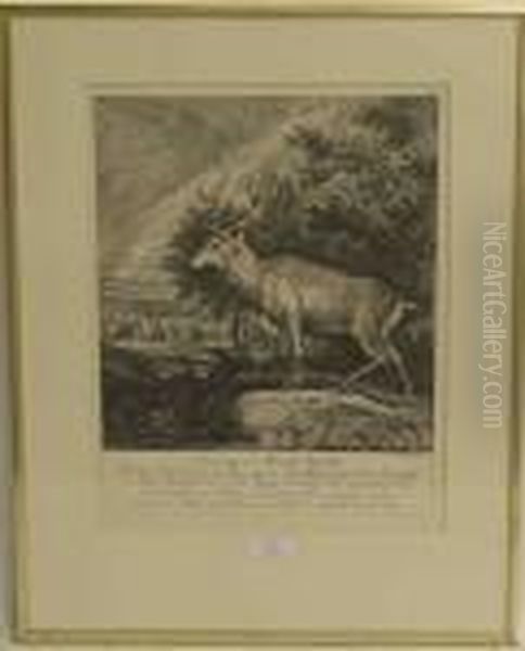 Ist Dieser Hirsch Von16 Enden - view 1