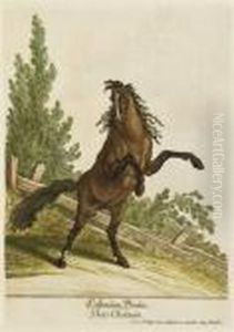 Du Cheval Du Cheval