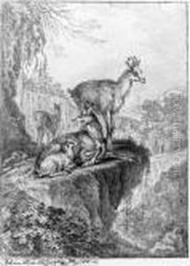 Chamois In A Rocky Wooded Landscape