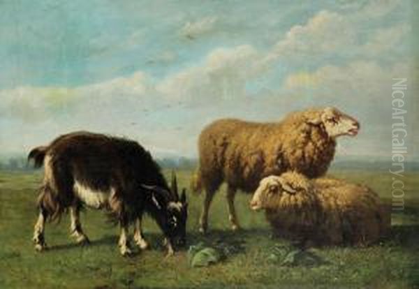 Schapen En Bok In De Wei - view 1