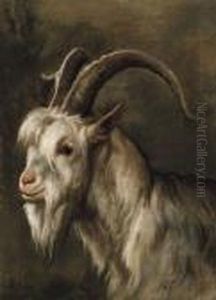 Tete D'un Bouc