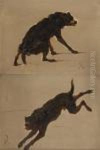 Etudes De Chien