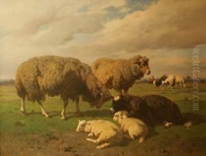 Pecore E Montoni Al Pascolo Pecore E Montoni Al Pascolo