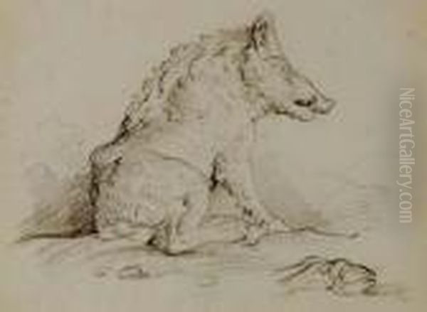 A Wild Boar - view 1