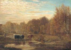 Cattle watering at sunset