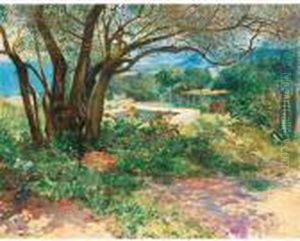 Le Vieil Olivier A Djenan Meryem, Alger