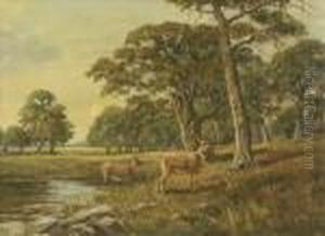 Deer By Aparkland Pool