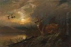 Stag At Dusk