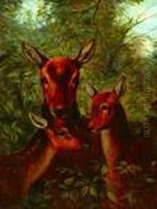 A Mother Doe With Her Fawns