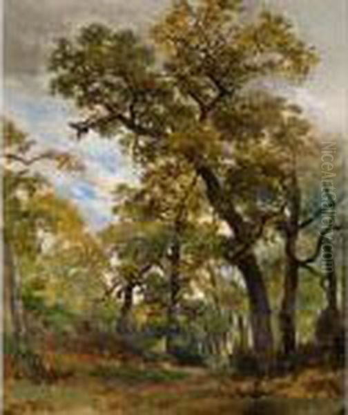 Sous-bois, Fontainebleau - view 1