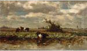 Cows In A Polder Landscape