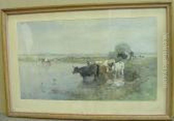 Cows Watering In The Early Morning - view 1