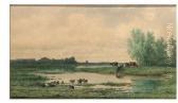 Cows Watering At A Pool In The Morning Stillness - view 1